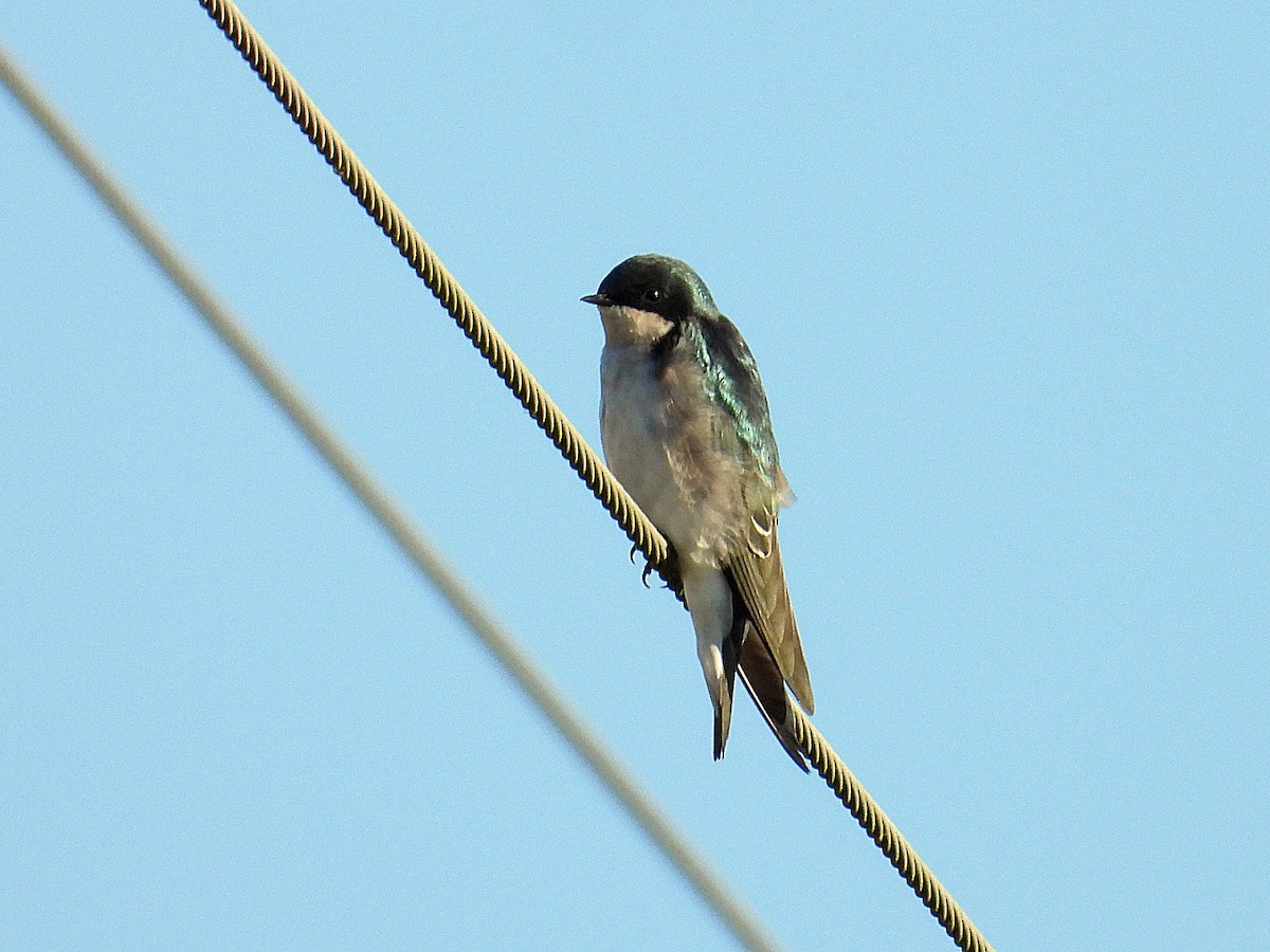Tree Swallow - ML642662346
