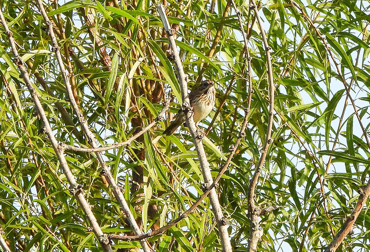 Lincoln's Sparrow - ML642662348