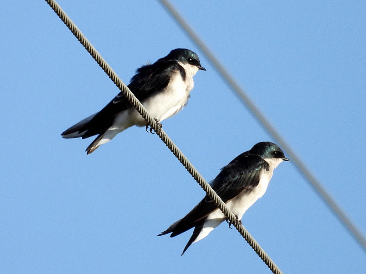 Tree Swallow - ML642662350