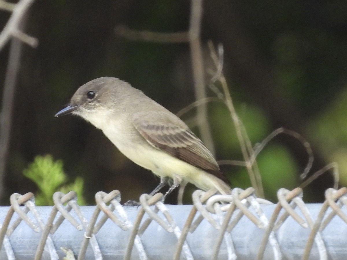 Eastern Phoebe - ML642662351