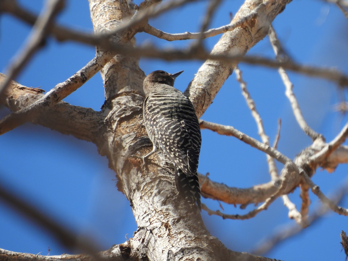 Williamson's Sapsucker - ML642662352