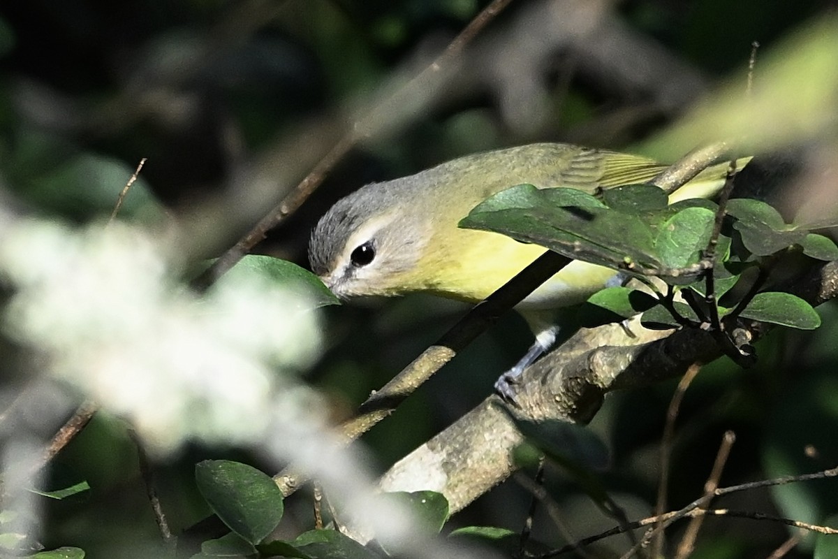 Philadelphia Vireo - ML642662353