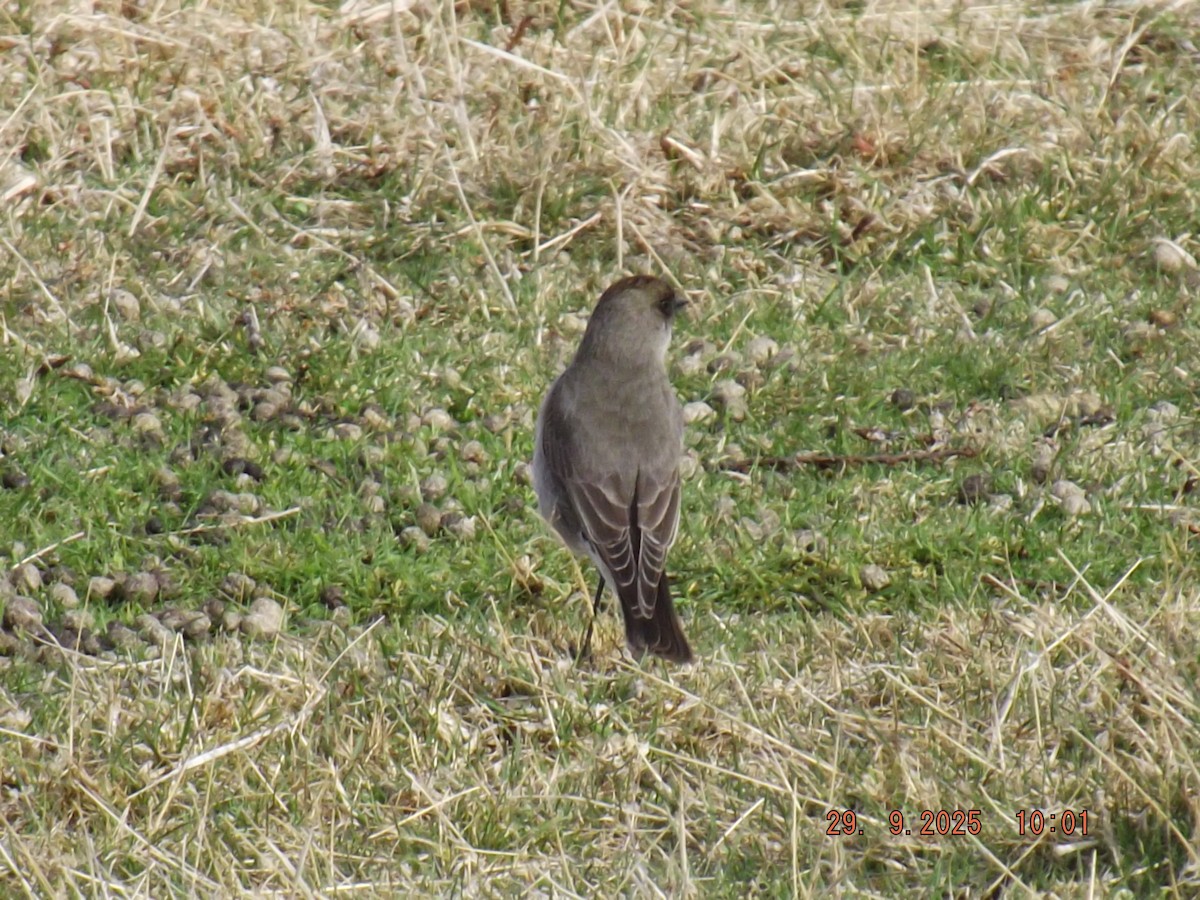 Dormilona Carinegra - ML642662356