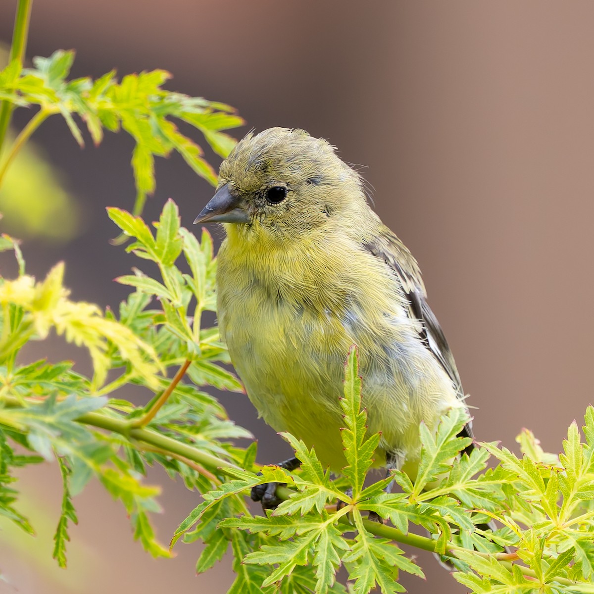 Lesser Goldfinch - ML642662357