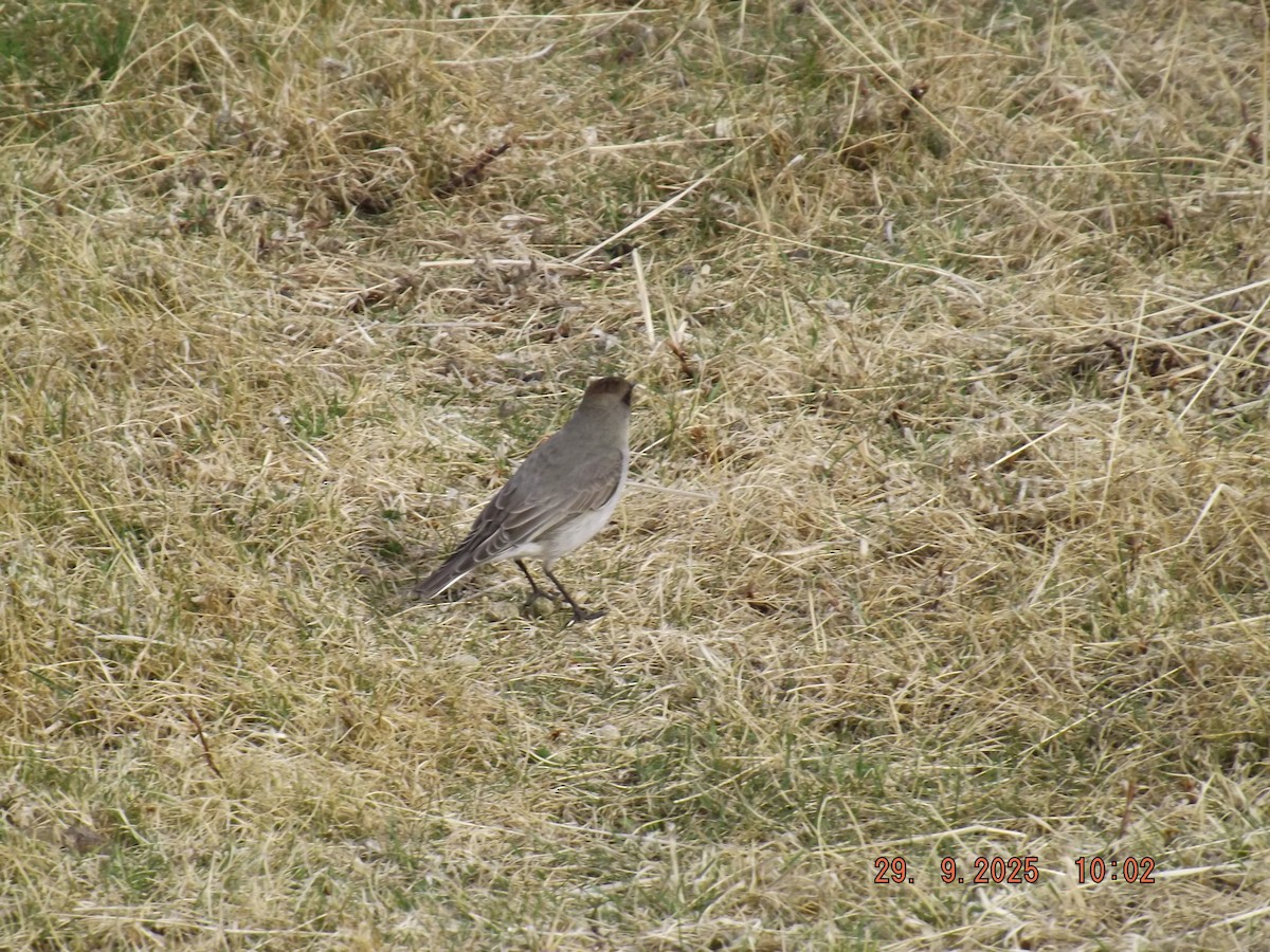 Dormilona Carinegra - ML642662360