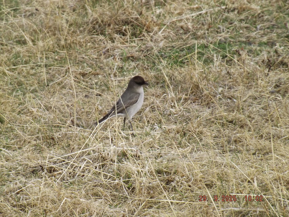 Dormilona Carinegra - ML642662361