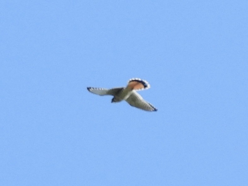 American Kestrel - ML642662362