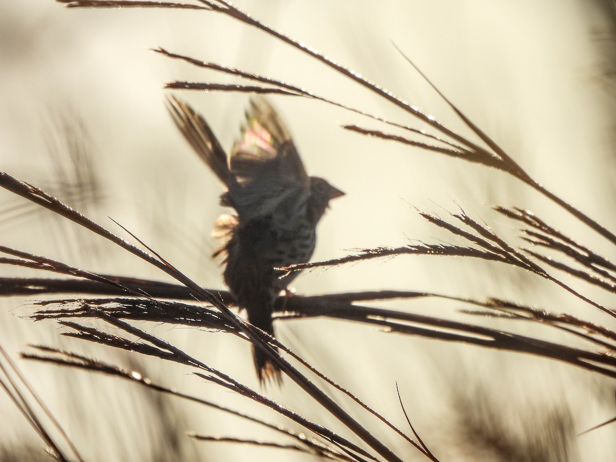 Henslow's Sparrow - ML642662363