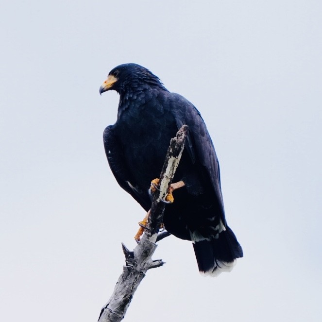 Common Black Hawk - ML642662365