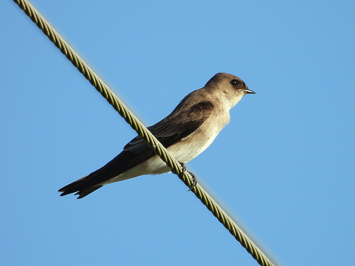 Northern Rough-winged Swallow - ML642662366