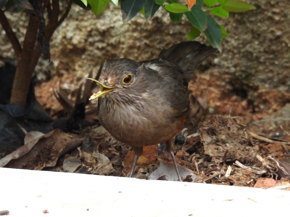 Rufous-bellied Thrush - ML642662367