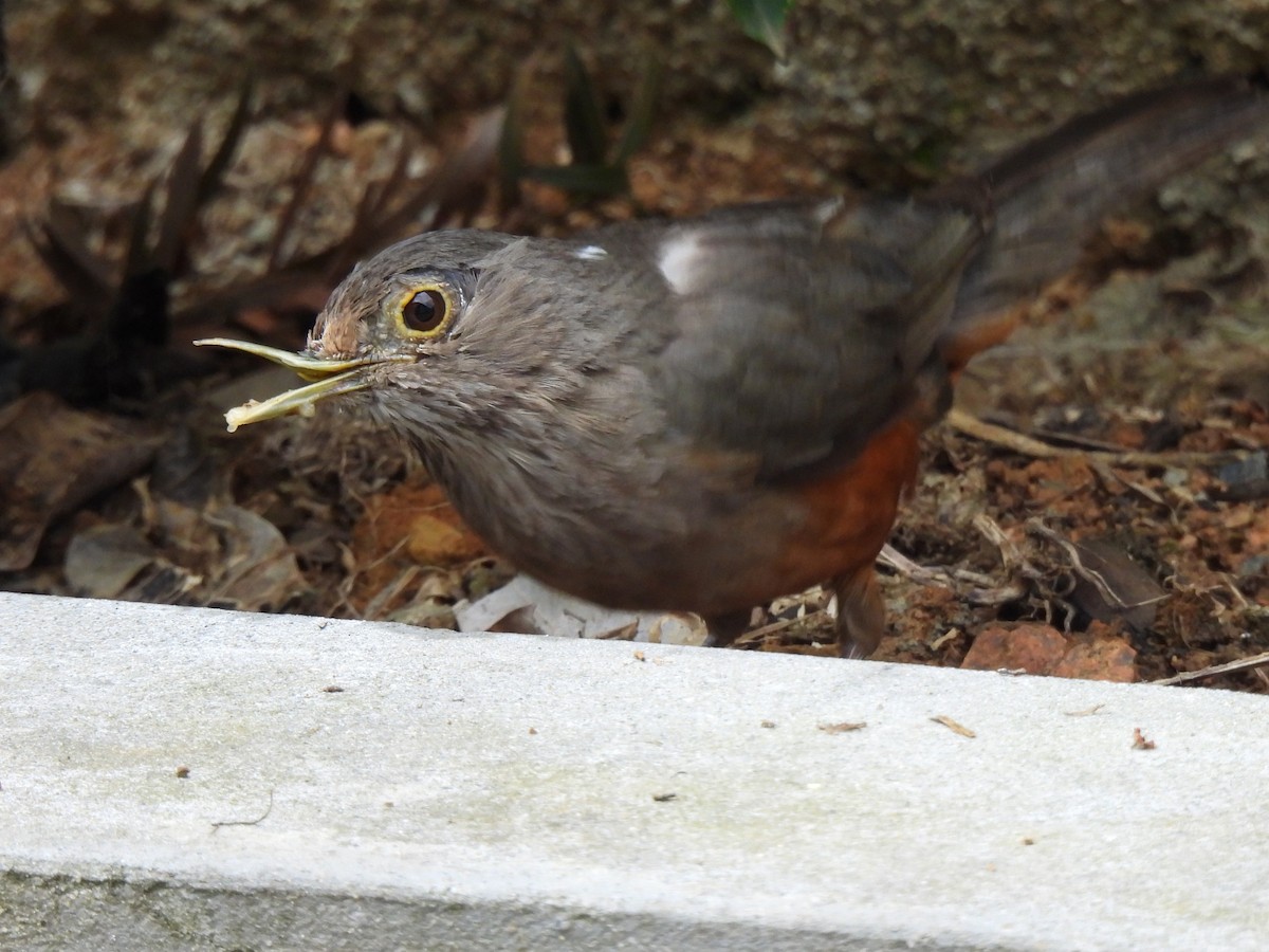 Rufous-bellied Thrush - ML642662369