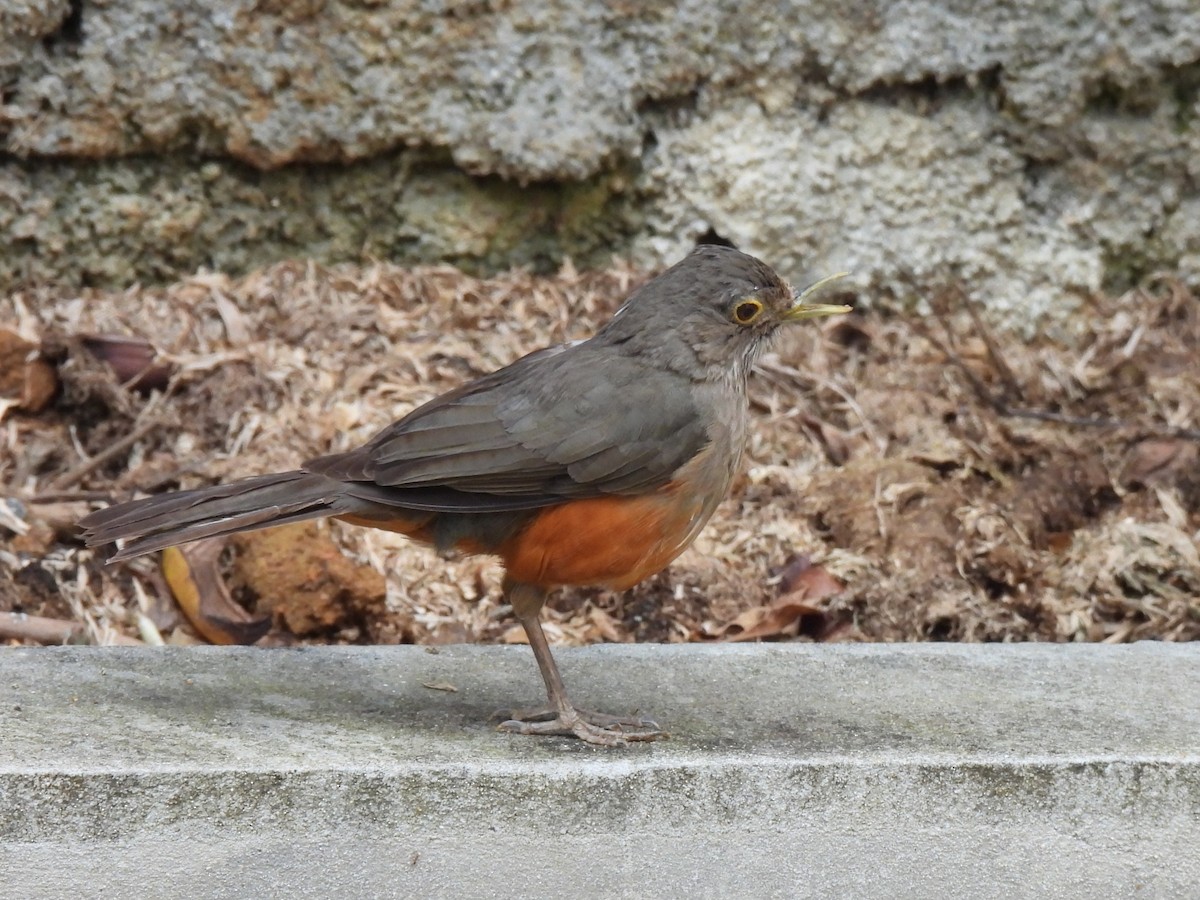 Rufous-bellied Thrush - ML642662371