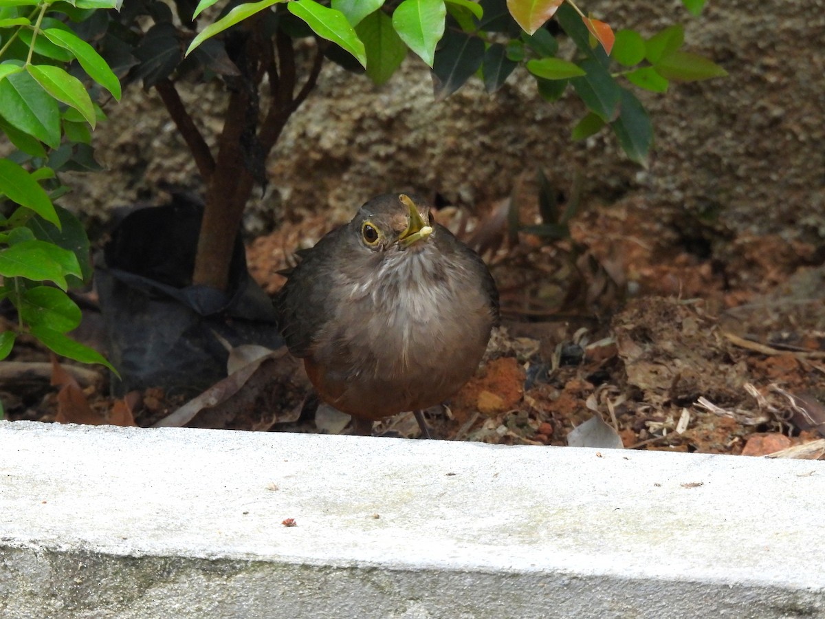 Rufous-bellied Thrush - ML642662372