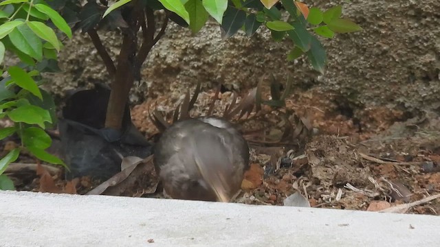 Rufous-bellied Thrush - ML642662375