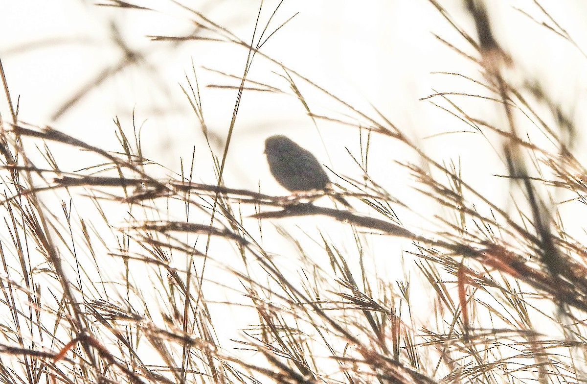 Henslow's Sparrow - ML642662376