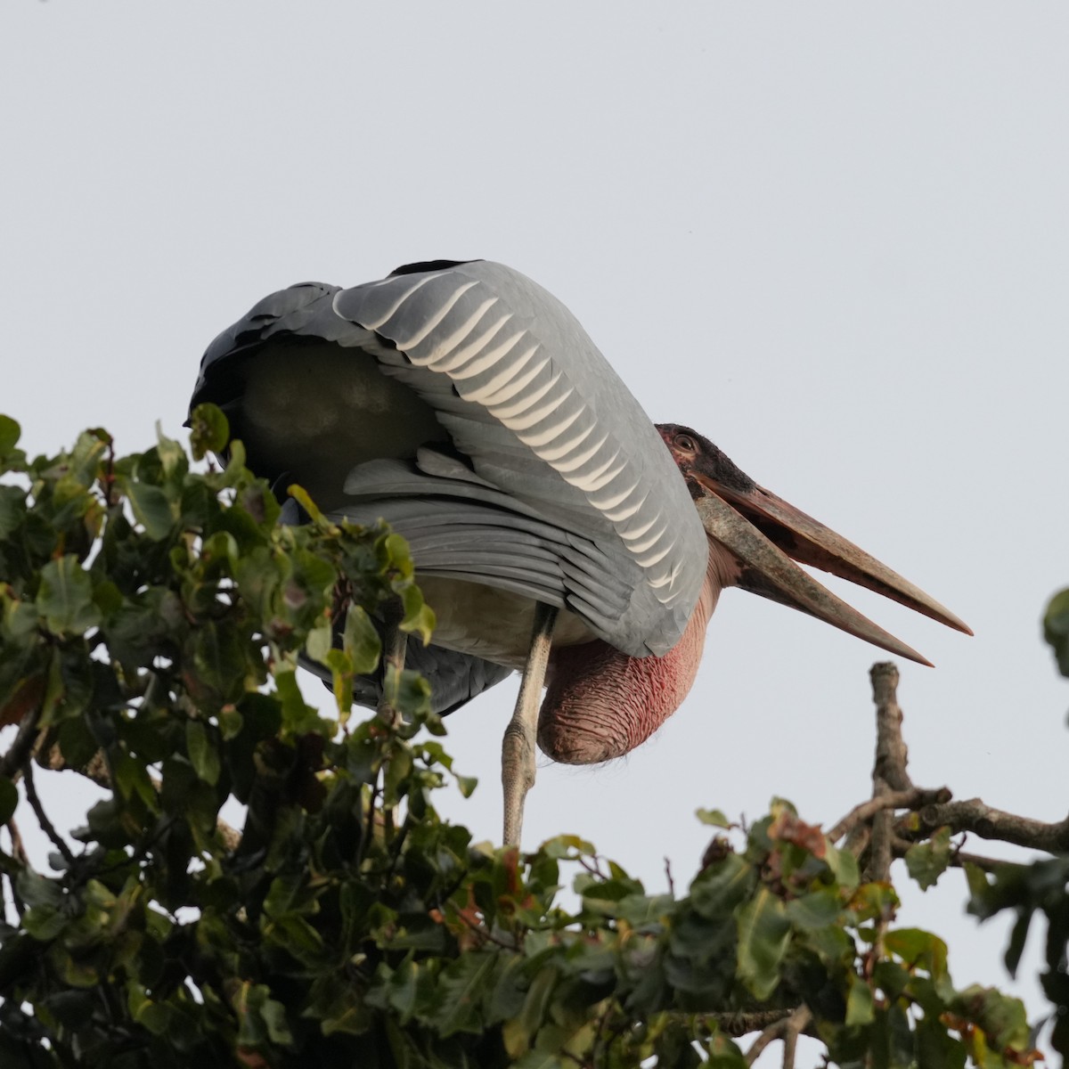 Marabou Stork - ML642662377