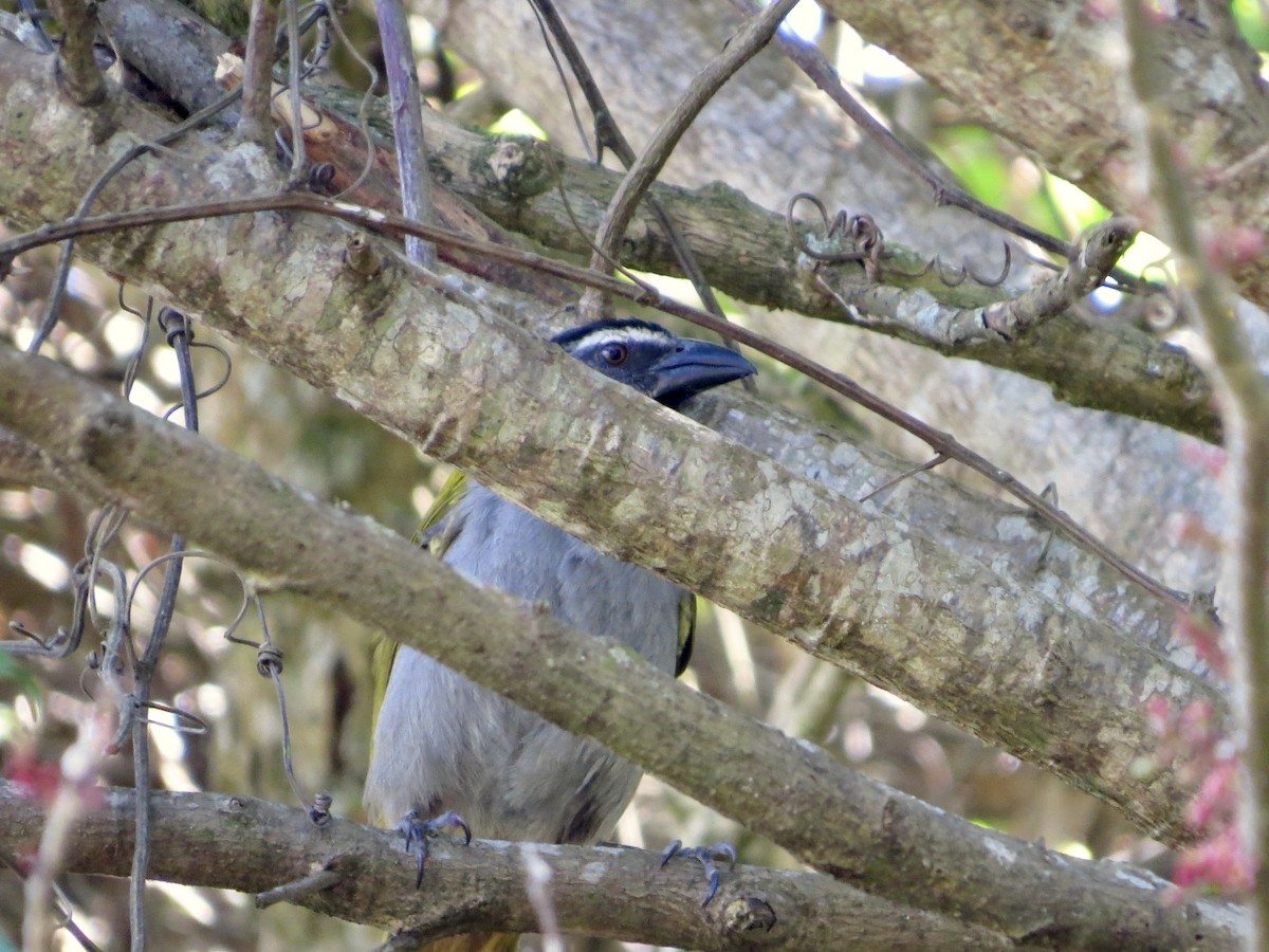 Black-headed Saltator - ML642662379