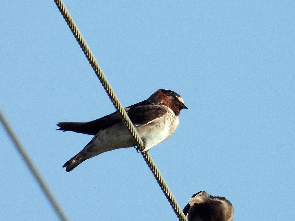 Hirondelle à front blanc - ML642662385