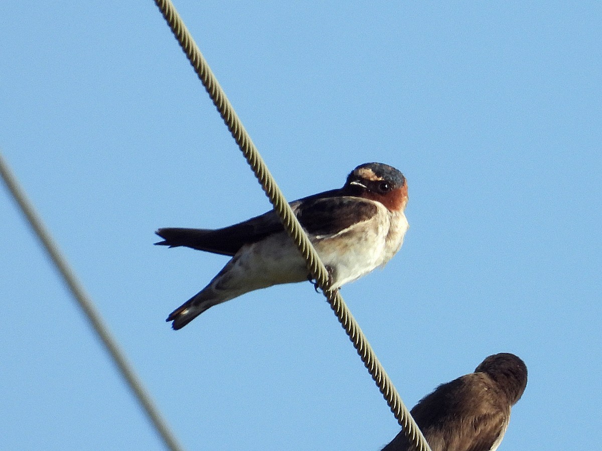 Hirondelle à front blanc - ML642662389