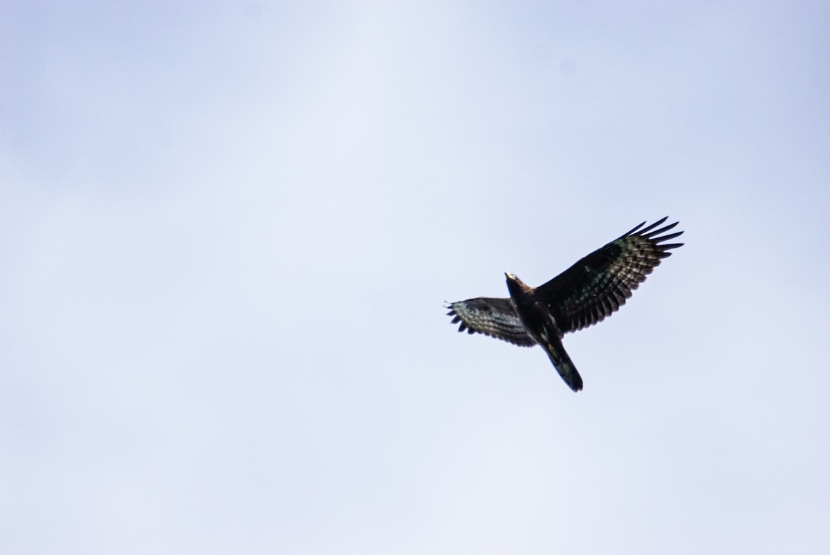 European Honey-buzzard - ML642662409