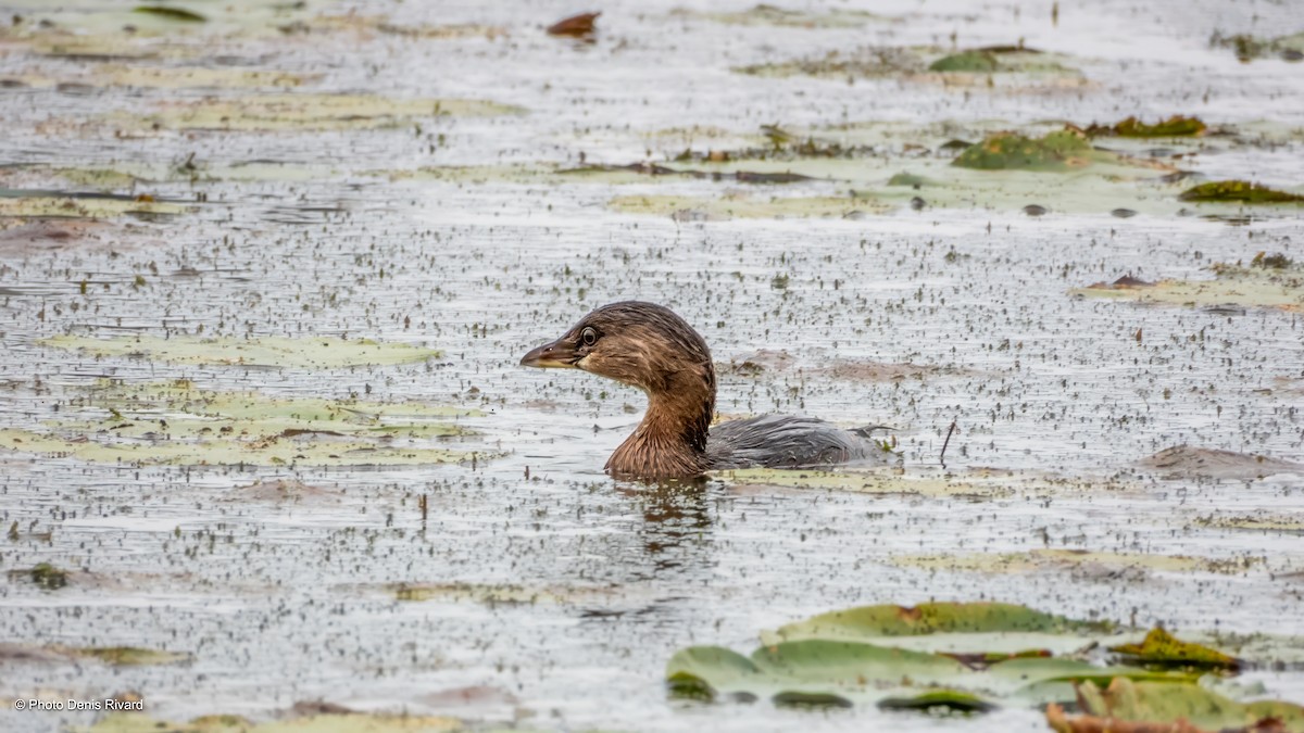 Pied-billed Grebe - ML642662416