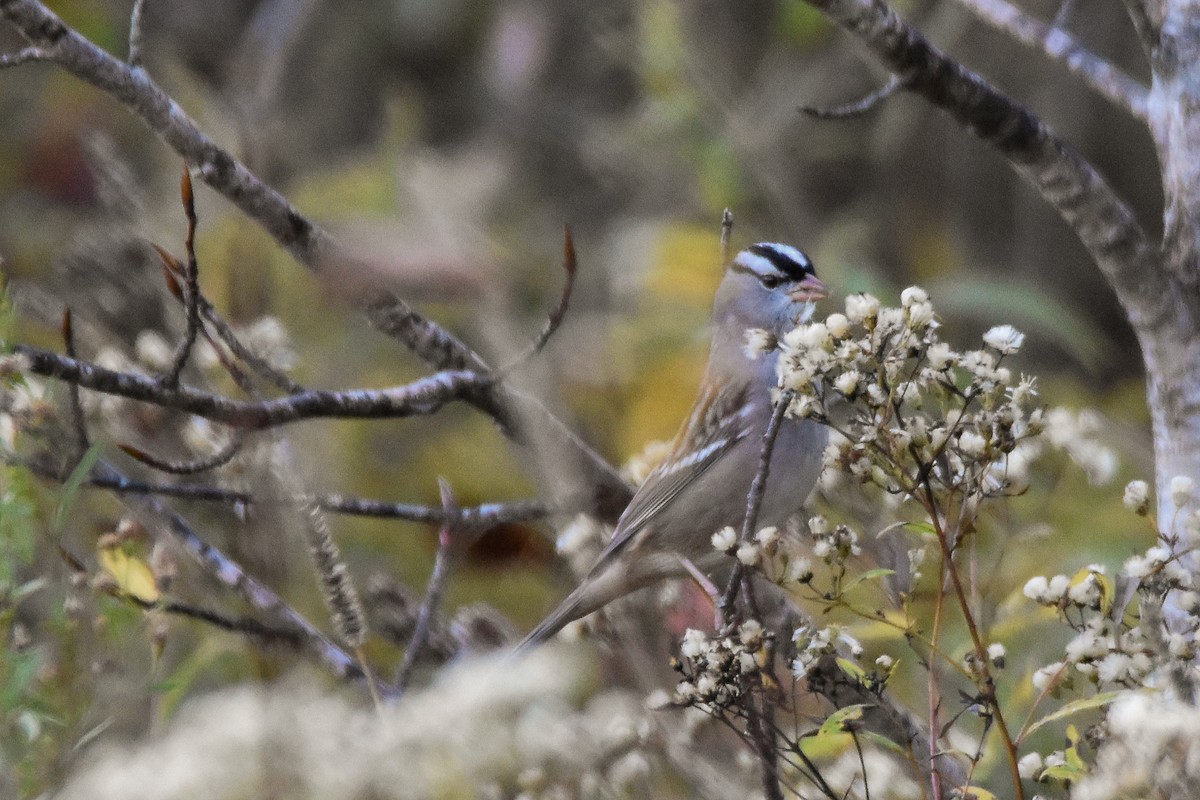 White-crowned Sparrow - ML642662429