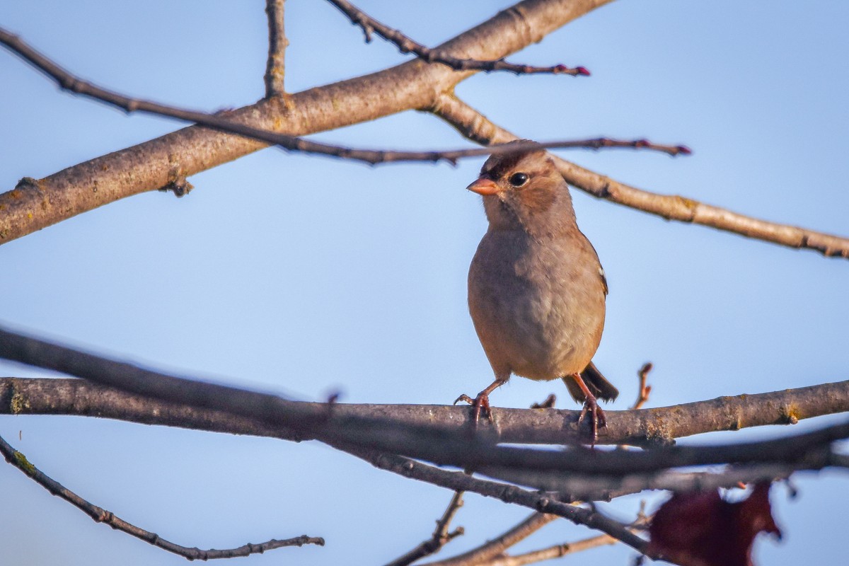 White-crowned Sparrow - ML642662431
