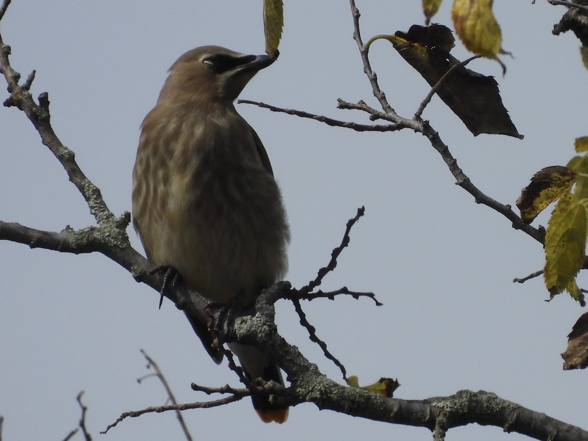 Cedar Waxwing - ML642662433