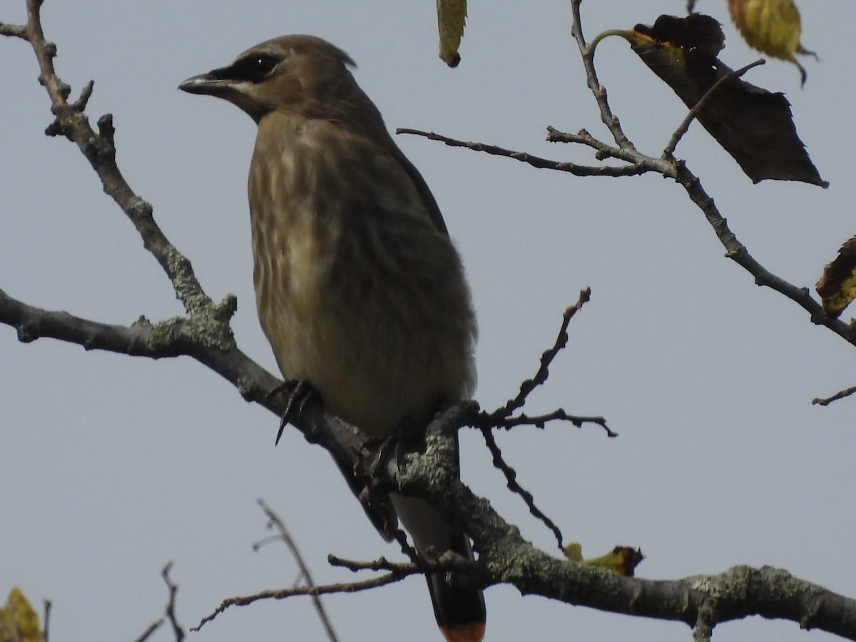 Cedar Waxwing - ML642662434
