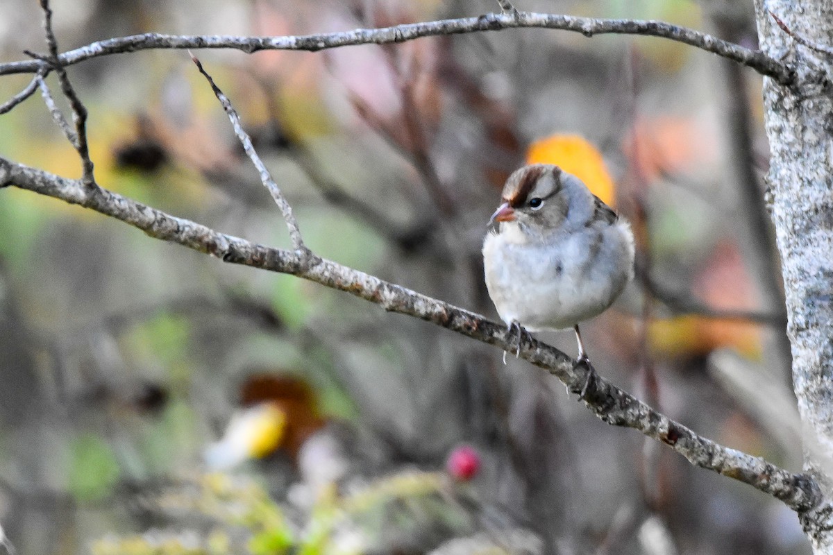 White-crowned Sparrow - ML642662435