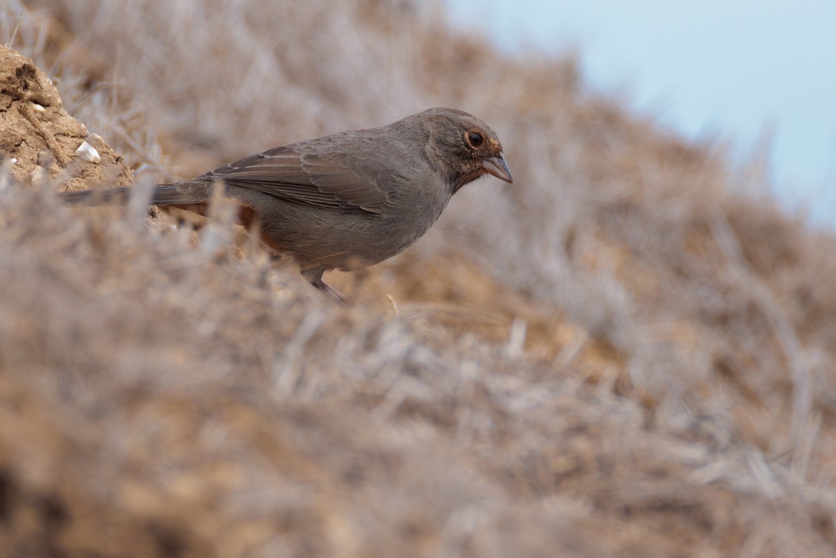 California Towhee - ML642662469