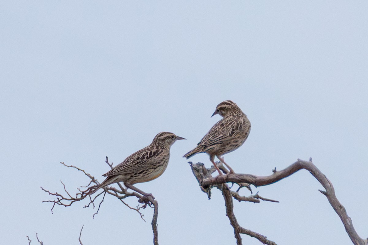 Western Meadowlark - ML642662479