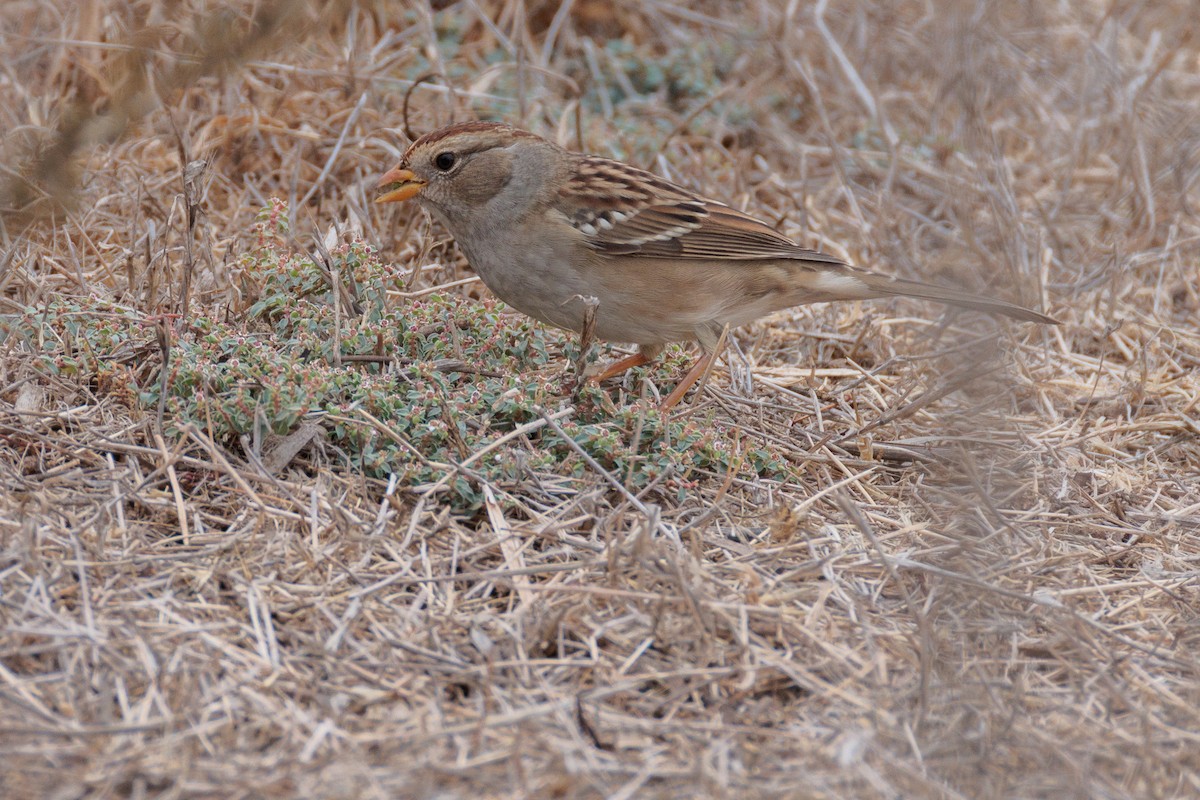 White-crowned Sparrow - ML642662492