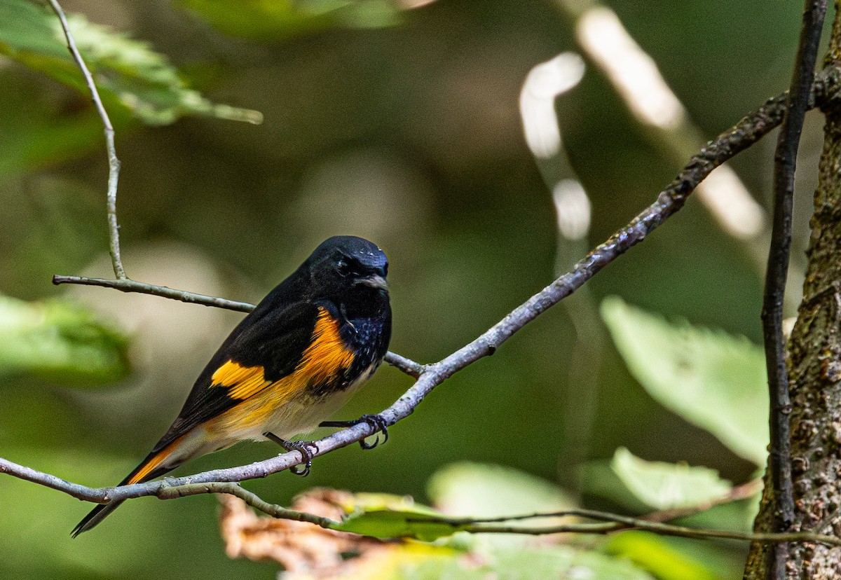 American Redstart - ML642662495