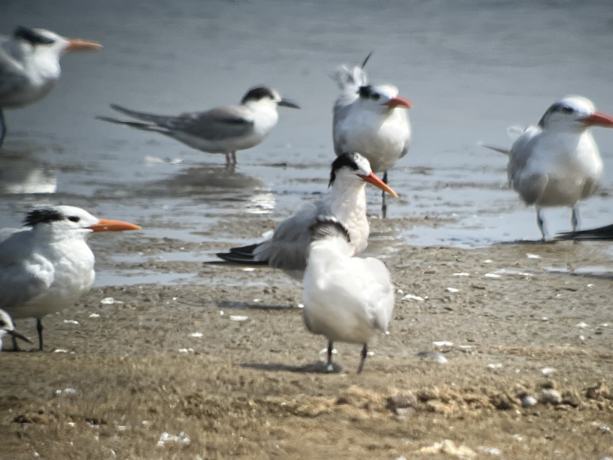 Elegant Tern - ML642662503