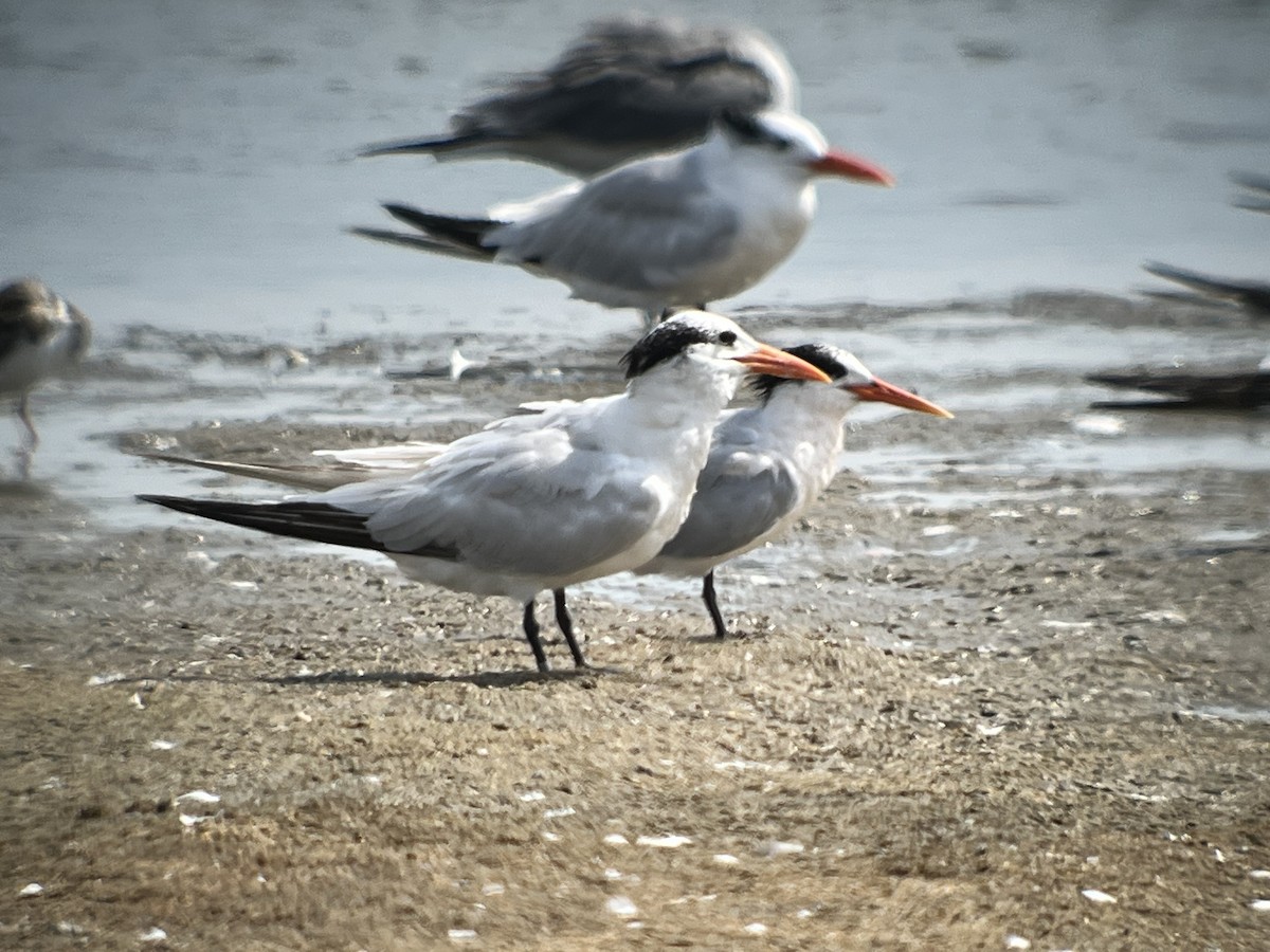Elegant Tern - ML642662518