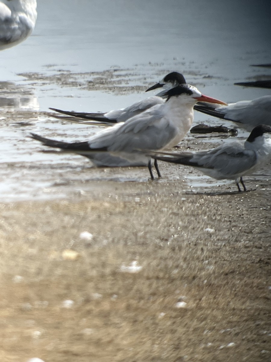 Elegant Tern - ML642662530