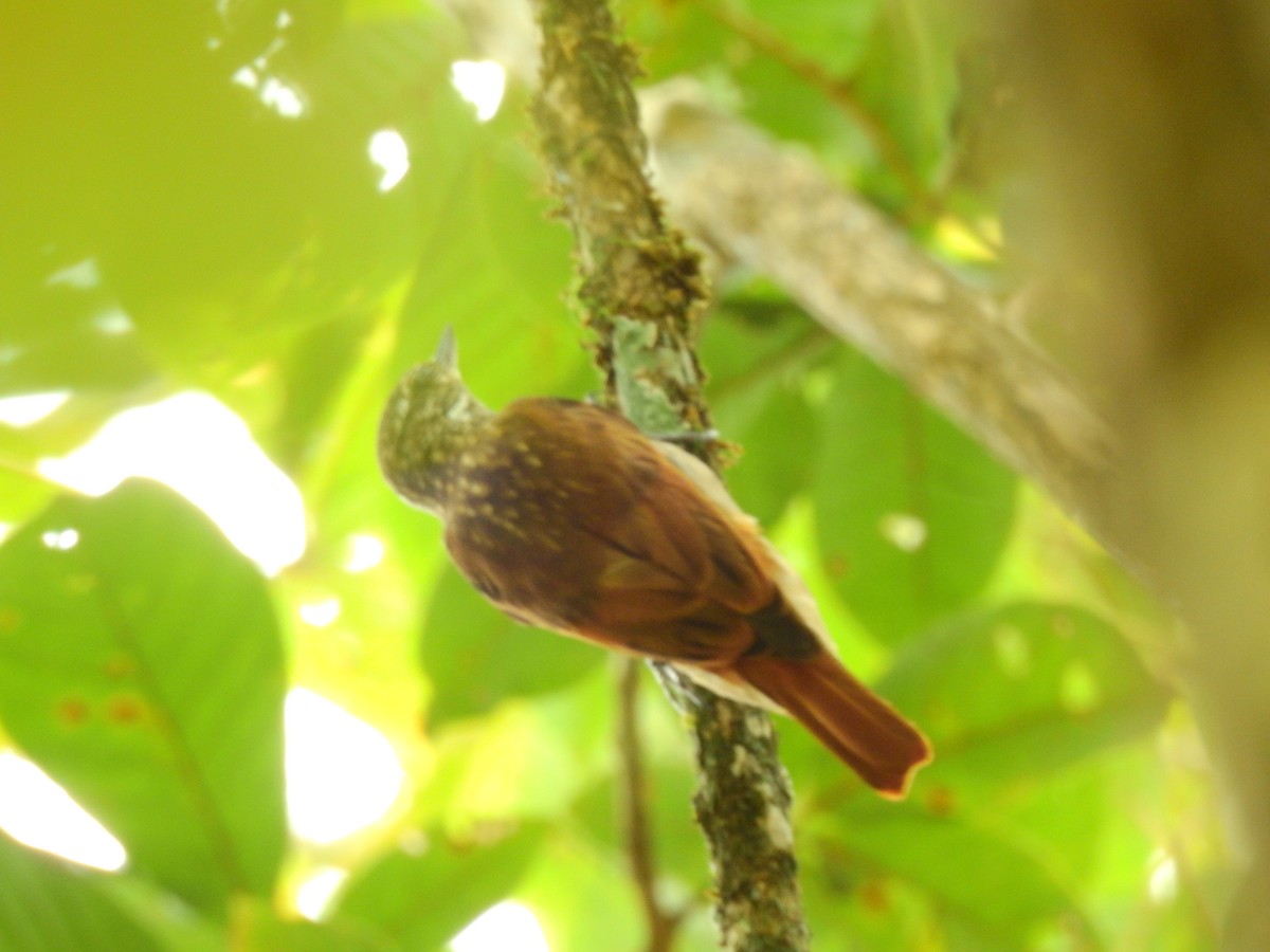 Wedge-billed Woodcreeper - ML642662545