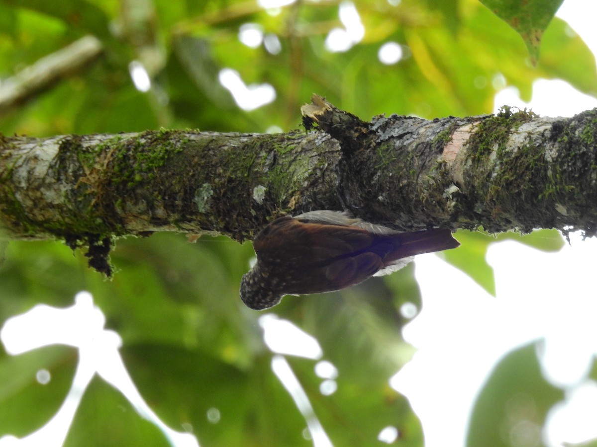 Wedge-billed Woodcreeper - ML642662546