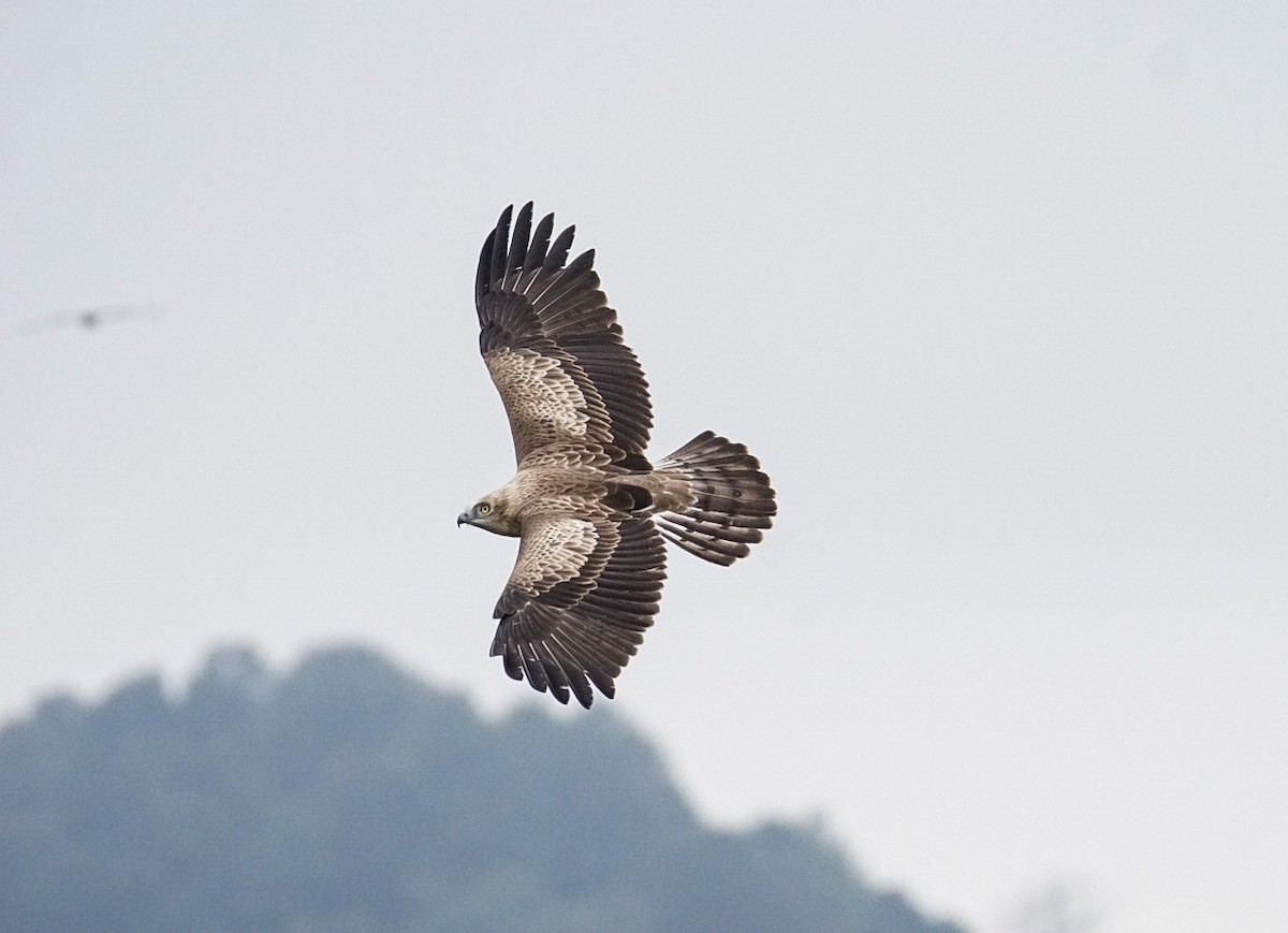 Short-toed Snake-Eagle - ML642662553