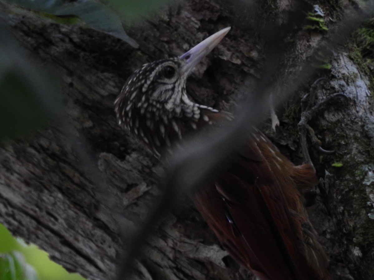 Straight-billed Woodcreeper - ML642662554