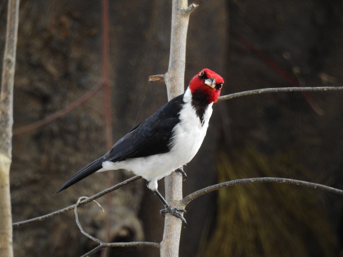 Red-capped Cardinal - ML642662569