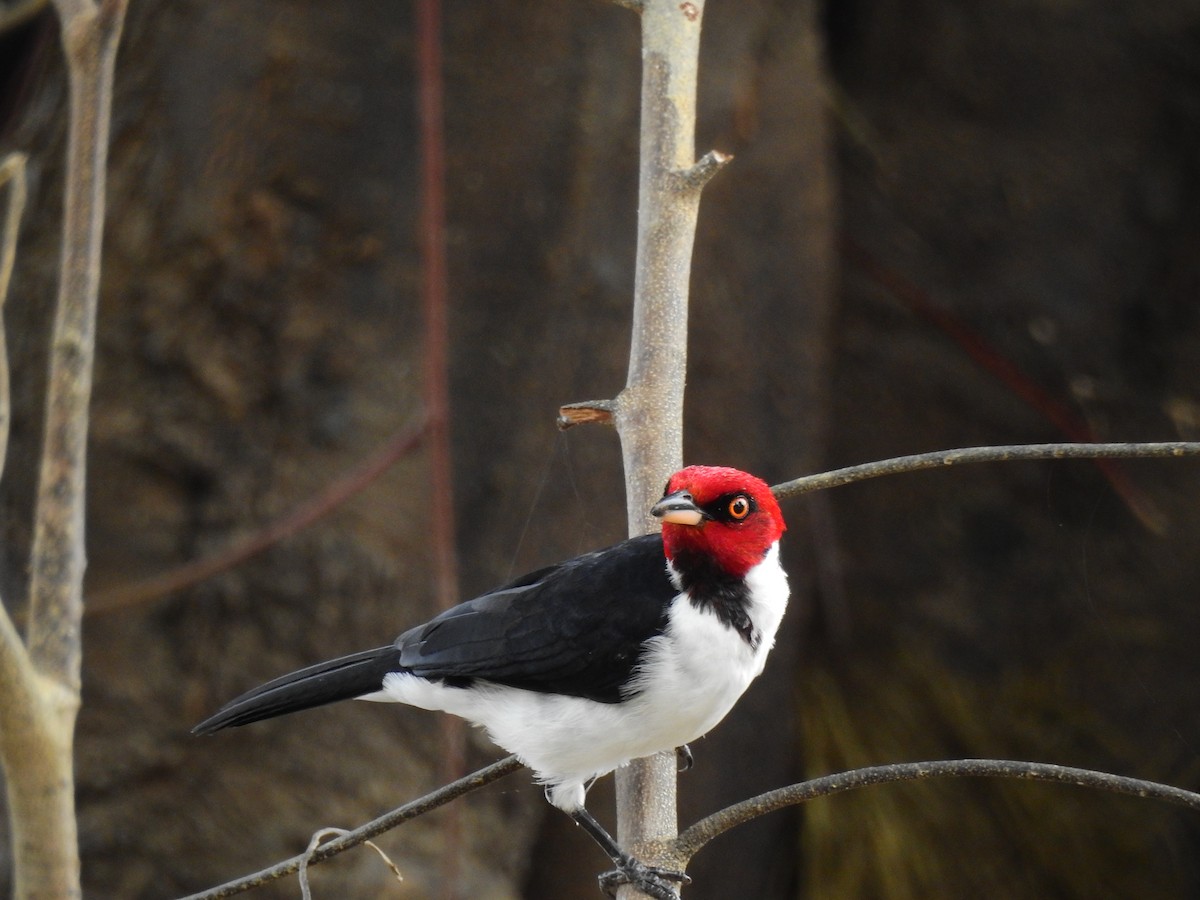 Red-capped Cardinal - ML642662571