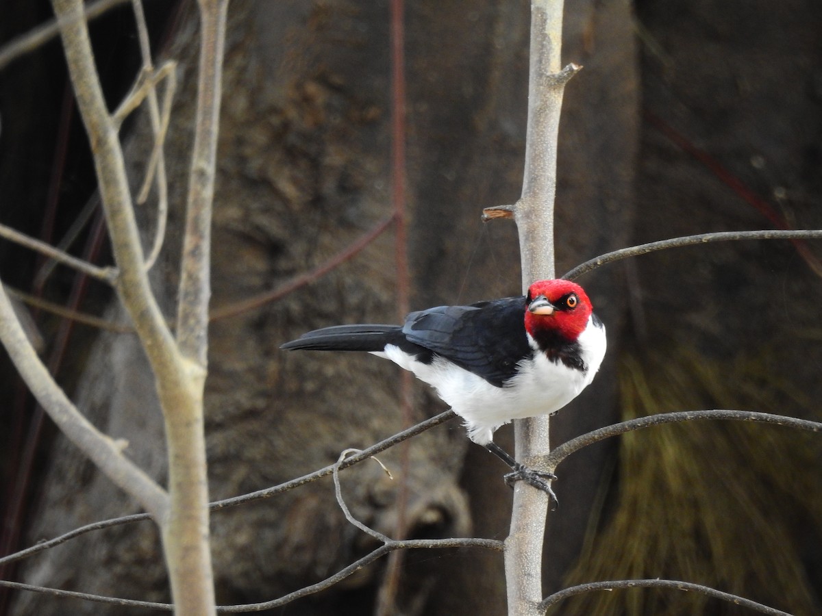 Red-capped Cardinal - ML642662572