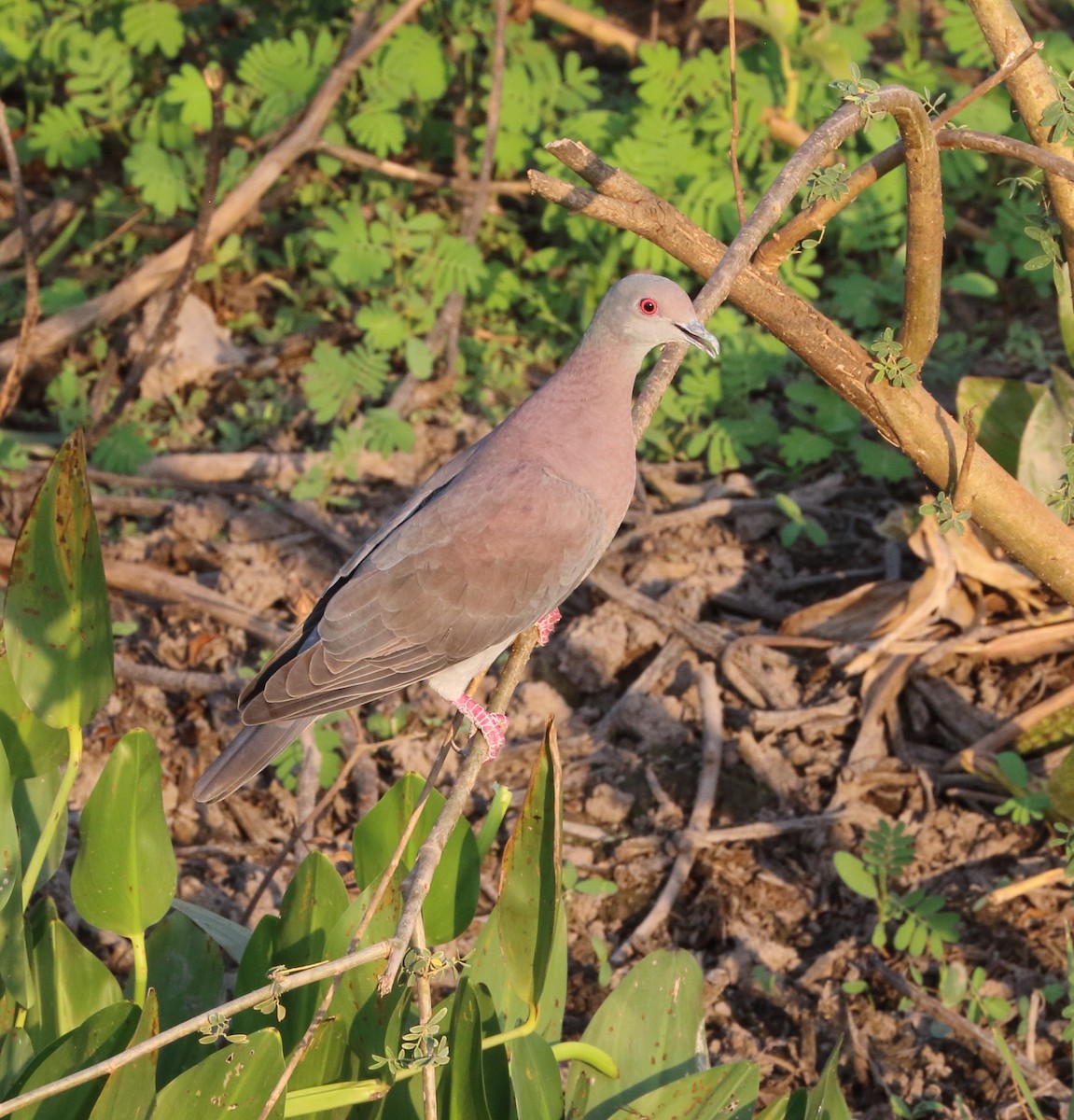 Pale-vented Pigeon - ML642662576