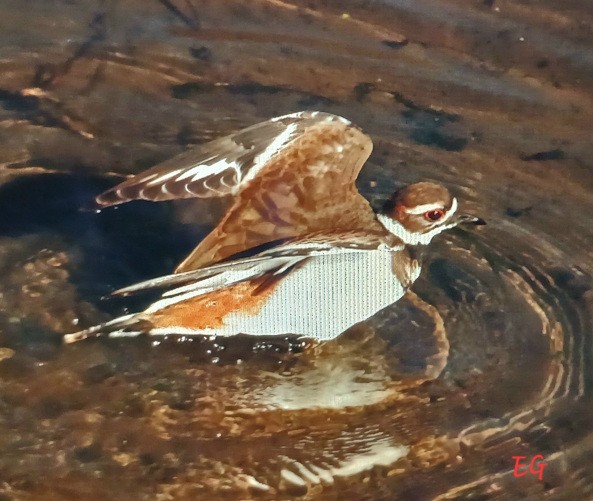 Killdeer - ML642662611
