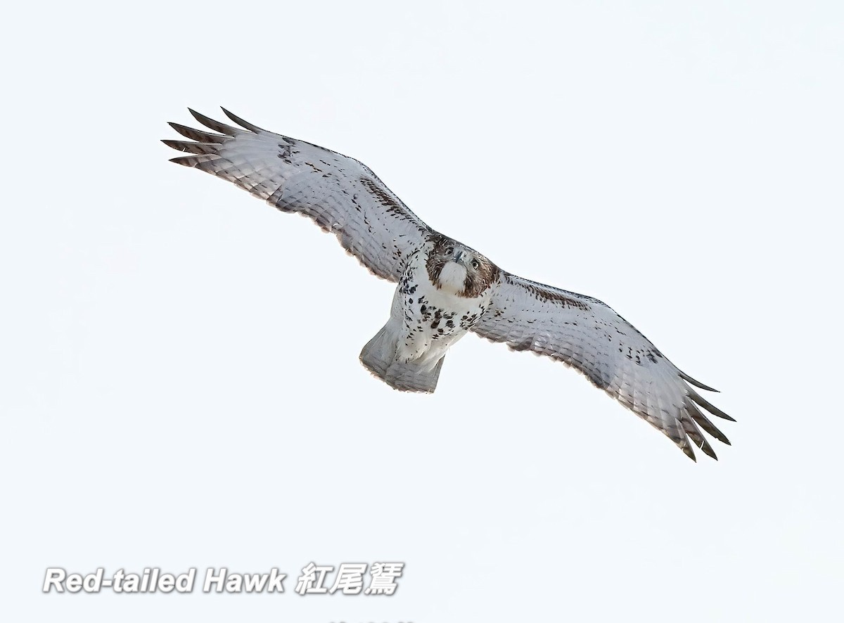 Red-tailed Hawk - ML642662613
