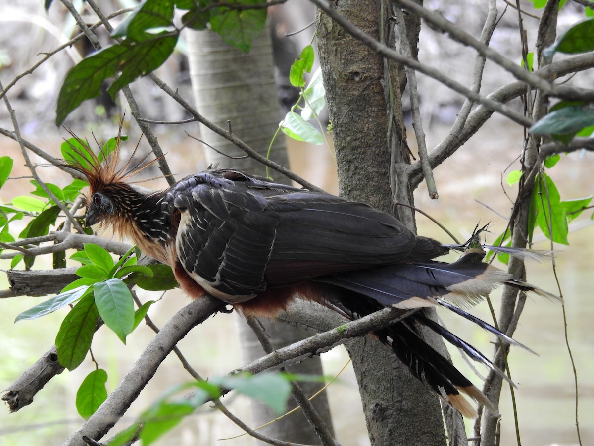Hoatzin - ML642662621