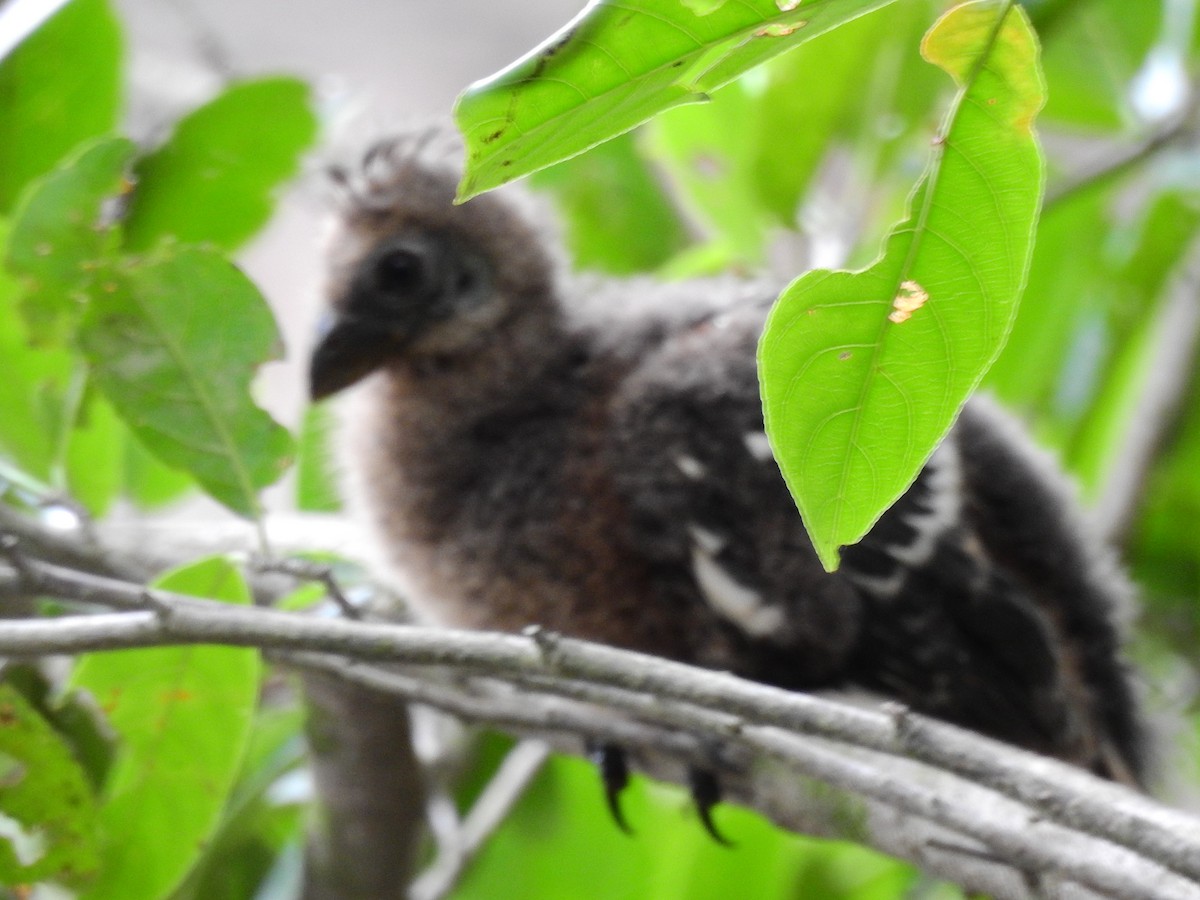 Hoatzin - ML642662622